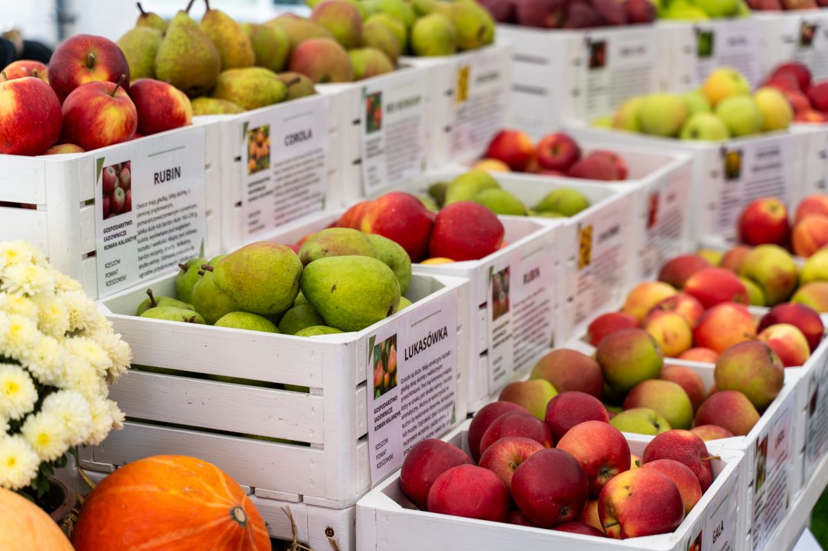 Ekologiczny Bazar fot. Adam Lampart, Urząd Miasta Rzeszowa
